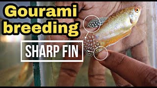 Gourami breeding and gourami fry feeding in tamil  தமிழ்  Abi Fish Room [upl. by Naenaj439]