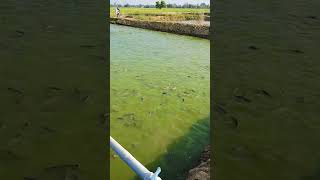 Fangas fish ko feeding fishing aquaculture farming nature fishfarming fish vlog [upl. by Yessac]