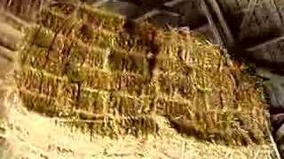 Barn elevator raising straw [upl. by Idahs]