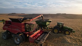 Grain and Sheep Farming  Kinko Merinos and Grain  South Africa  4k [upl. by Tedric]