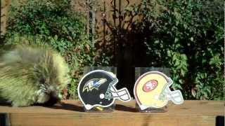 Teddy Bear the Porcupine Predicts the Winner of Super Bowl XLVII [upl. by Neelram330]