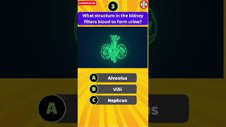 What structure in the kidney filters blood to form urine [upl. by Leumhs]