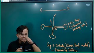 tRNA Structure Molecular Basis of Inheritance Chapter [upl. by Wearing]