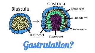 What is Gastrulation II How gastrulation occurs in Amphibians Mammals Birds Reptiles [upl. by Adile]