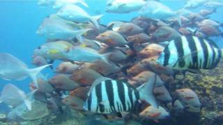 Scuba Diving in Tofo Mozambique with Nomads African Dive Safari Tour [upl. by Yrem]