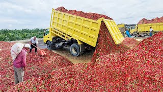 US Farmers Are Harvesting Millions Of Tons Of Fruits And Vegetables [upl. by Ecraep]