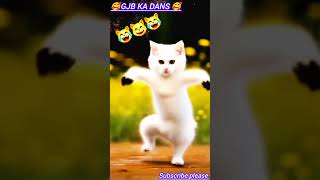 Ai Cute cat bansing video dance newsong trending viralshorts viralvideo shorts [upl. by Wilde495]