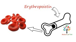 Regulation of erythropoiesis ।l pathogenesis ll barmansir [upl. by Ellimaj771]