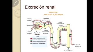 Excreción de fármacos [upl. by Emiline735]