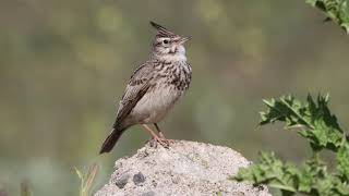 Crested lark singing [upl. by Ardnuyek563]