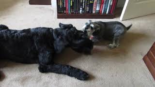 Giant Schnauzer Puppy Playing with Miniature Schnauzer 2 [upl. by Adar]