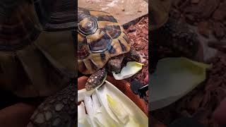 Tortoise eating endive ASMR asmr [upl. by Edyaw]