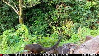 Sri Lanka Flame striped Jungle Squirrel Funambulus layardi  in Sri Lanka Highlands [upl. by Hama113]