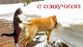 Приколы с котами Самые смешные животные С ОЗВУЧКОЙ Я РЖАЛ И ЛОПНУЛ [upl. by Ohare]