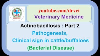 Actinobacillosis Part 2  Pathogenesis clinical findings in cattle amp buffaloes [upl. by Anilrac288]