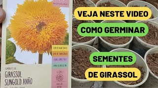 Como Plantar Sementes de Girassol [upl. by Nuavahs]