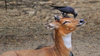 Crow help deer to get rid of ticks  Symbiotic Relationships In Animals [upl. by Bucher942]