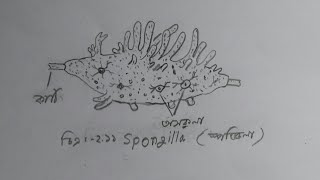 How to draw a spongilla drawing  easy way  step by step [upl. by Elleinaj154]