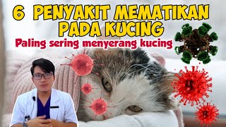 6 PENYAKIT MEMATIKAN PADA KUCING  drh Mirza Yusa  DOKTER HEWAN [upl. by Whatley]