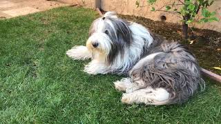 Bearded Collie Perspective  Its A Dogs Life [upl. by Cohby]