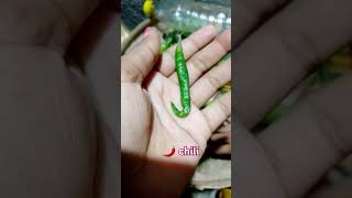 Chili 🌶️pleasesubscribemychannel [upl. by Anikas]