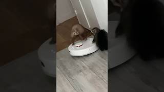 L’aspirateur vade retro satanas😂🫶🏻 furet furets ferret ferrets funny funnyvideos funnypets [upl. by Oidivo]