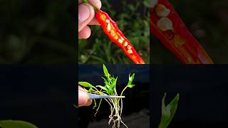 grow chilies at home  1kg chilies per plantGardening gardeningtips gardening reelsvideo [upl. by Tammara]