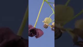 Akebia Chocolate Vine Flowers Opening in Stunning TimeLapse 🌼viral shortfeed timelapse [upl. by Corinna]