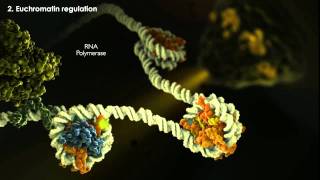 Epigenetics Tutorial [upl. by Sanyu]