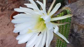 Cactus Classics Mystery Trichocereus [upl. by Ress]