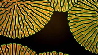 Fingerprint texture in chiral nematic liquid crystal [upl. by Brock259]