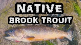 Finding Fishing Spots for Brook Trout in UP Michigan  Native Brookies [upl. by Valentin765]