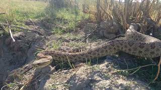 Rattlesnake Den 2024 [upl. by Eyaf577]