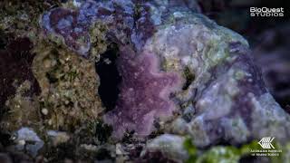 Crownofthorns starfish like youve never seen them before [upl. by Yaeger526]