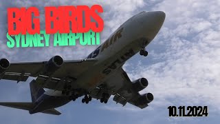 10mins of big birds at Sydney 10112024 [upl. by Lou]