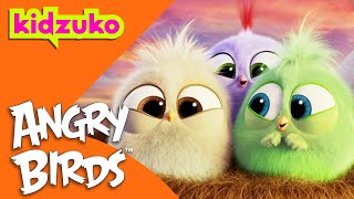 🐣 The Story of the Hatchlings and the Lost Baby Eggs 🪺  Angry Birds  Compilation  Kidzuko [upl. by Ylro378]