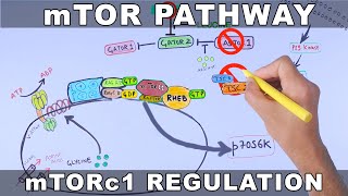 mTOR Pathway and its Regulation [upl. by Alejoa]