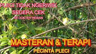 Masteran Pancingan Pleci hobinyajajat pleci plecimania burungkicau masteranpleci [upl. by Esdnil]