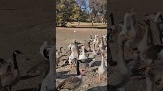 Hungry Geese Swarm for Surprise Snack video trending nature [upl. by Henderson112]