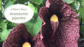 A Plants Story Aristolochia gigantea [upl. by Oakley77]