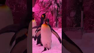 Penguin🐧 Ski Resort Dubai shorts [upl. by Arun]