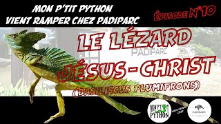 Le LÉZARD JÉSUS  CHRIST BASILISCUS PLUMIFRONS [upl. by Ydnar]