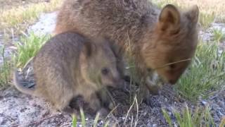 Early Morning Quokka amp Sleepy Baby at Rottnest Isワイルドライフ「ロットネストアイランド 世界一幸せな動物 クオッカ！ [upl. by Idnod]