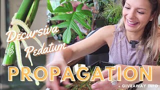 Decursiva amp Pedatum Propagation Checks  House Plant Giveaway Info [upl. by Kattie]