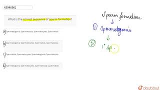 What is the correct sequence of sperm formation [upl. by Petula]