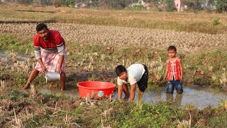 Fishing video  Skilled boys are fishing in the village field  Amazing hand fishing [upl. by Onida]