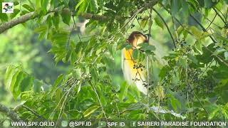 Paradisaea minor jobiensis eating Cananga odorata fruits [upl. by Bradley628]