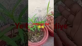 Phoudhe kharab hone se dukh hota hai gardening plants greenplant shorts ytshorts [upl. by Aseefan]