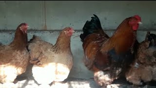 Brahma Chickens at Kerala  Fancy chicken Breeding farm [upl. by Rehpotsyrhc]