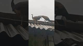 peahens eating show on morning lunch 😲😳🤩😍viralvideo trending morni ytshorts nationalbirdsvideo [upl. by Whiffen687]